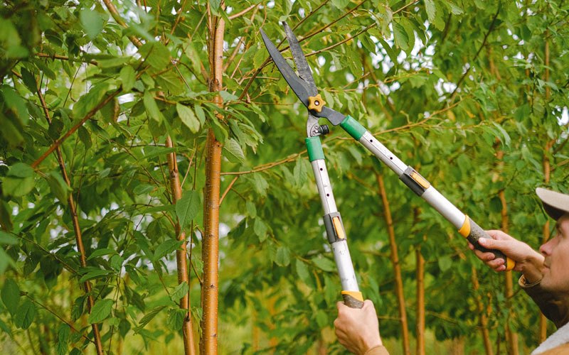 Tree trimming in New Vineyard, ME