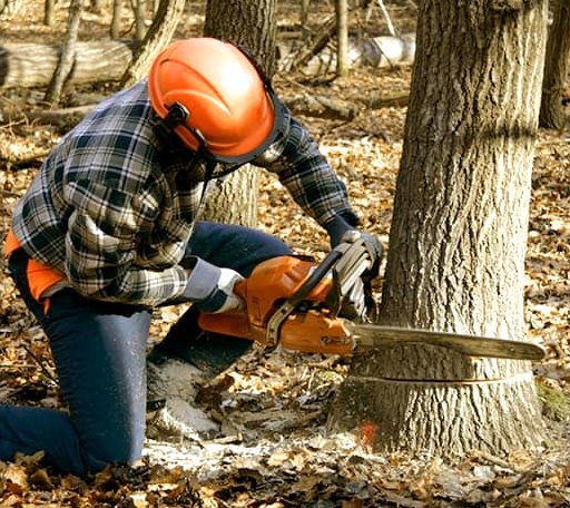 Tree Removal in New Vineyard, ME